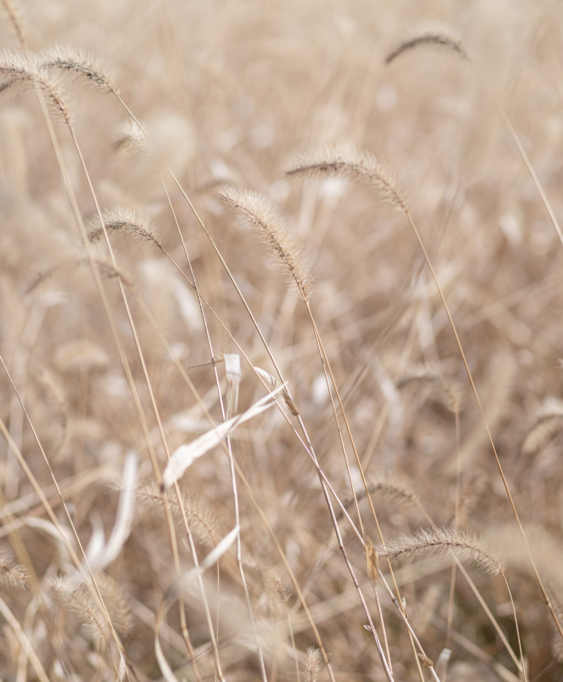 Nahaufnahme von Weizen mit unscharfem Hintergrund.