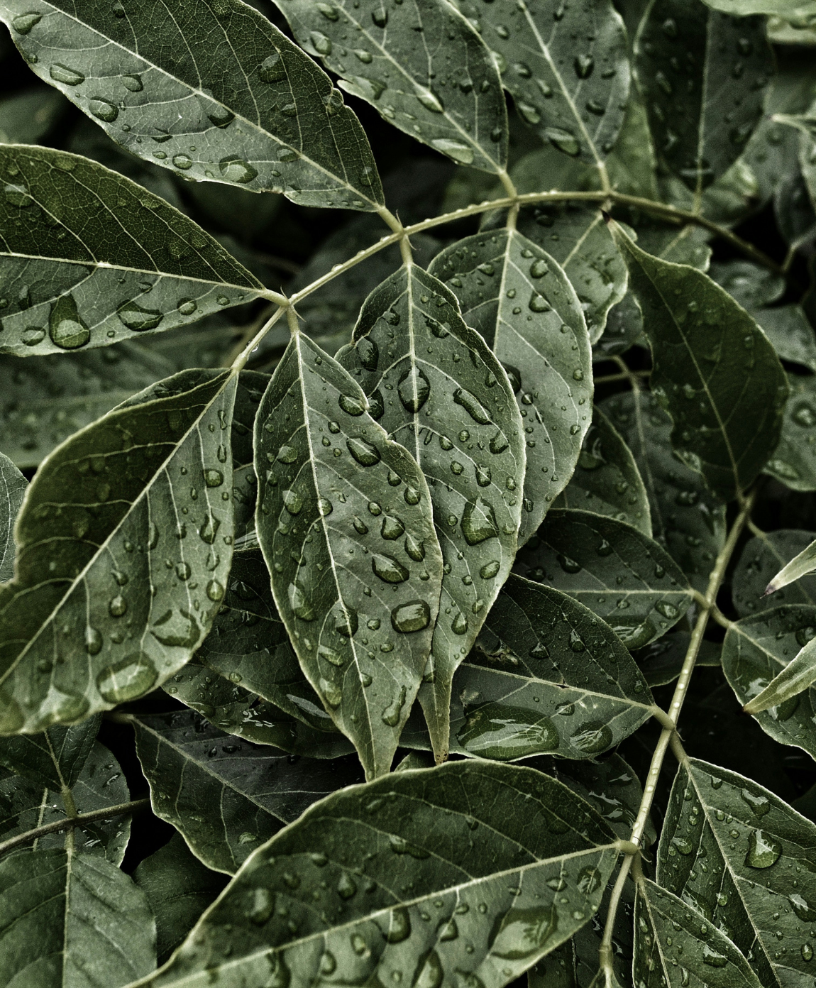 Nahaufnahme von grünen Blättern, bedeckt mit zahlreichen Wassertropfen.